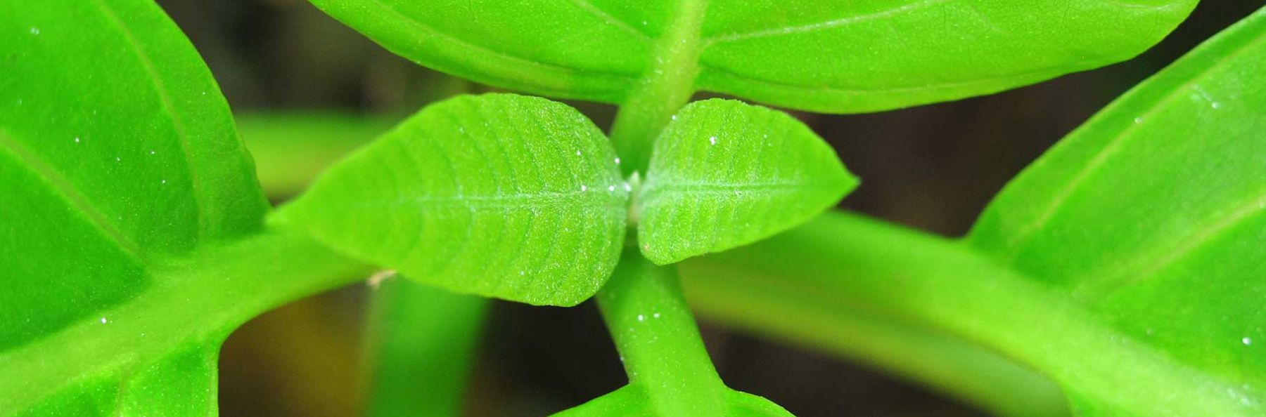 Young Pisonia grandis