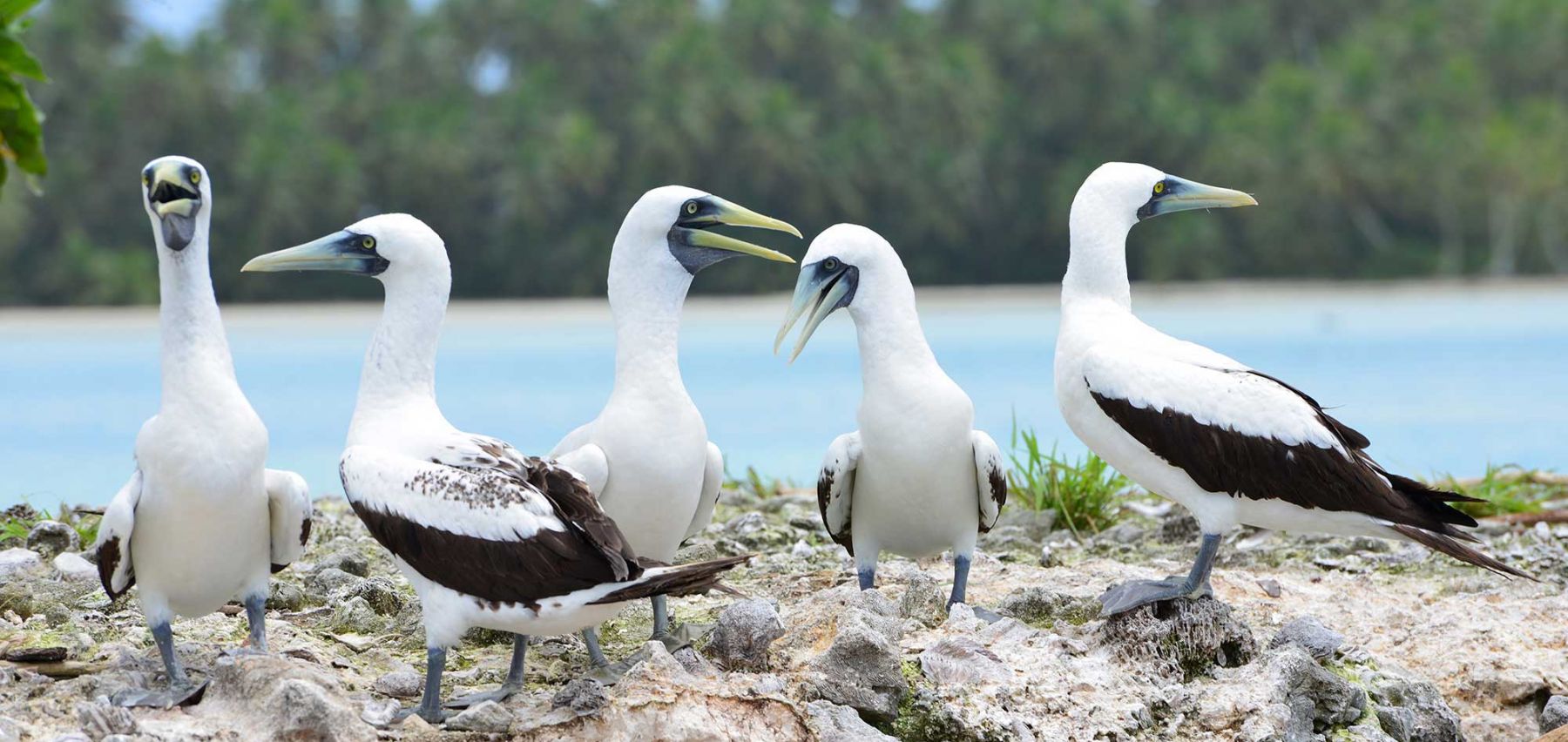 Masked boobies