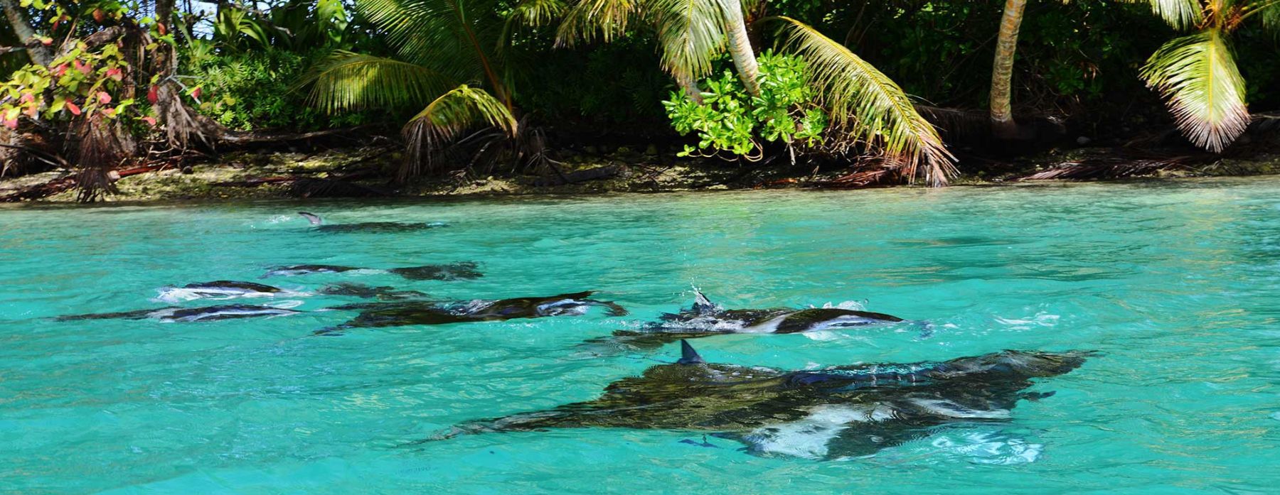 Manta rays (Mobula alfredi) from above