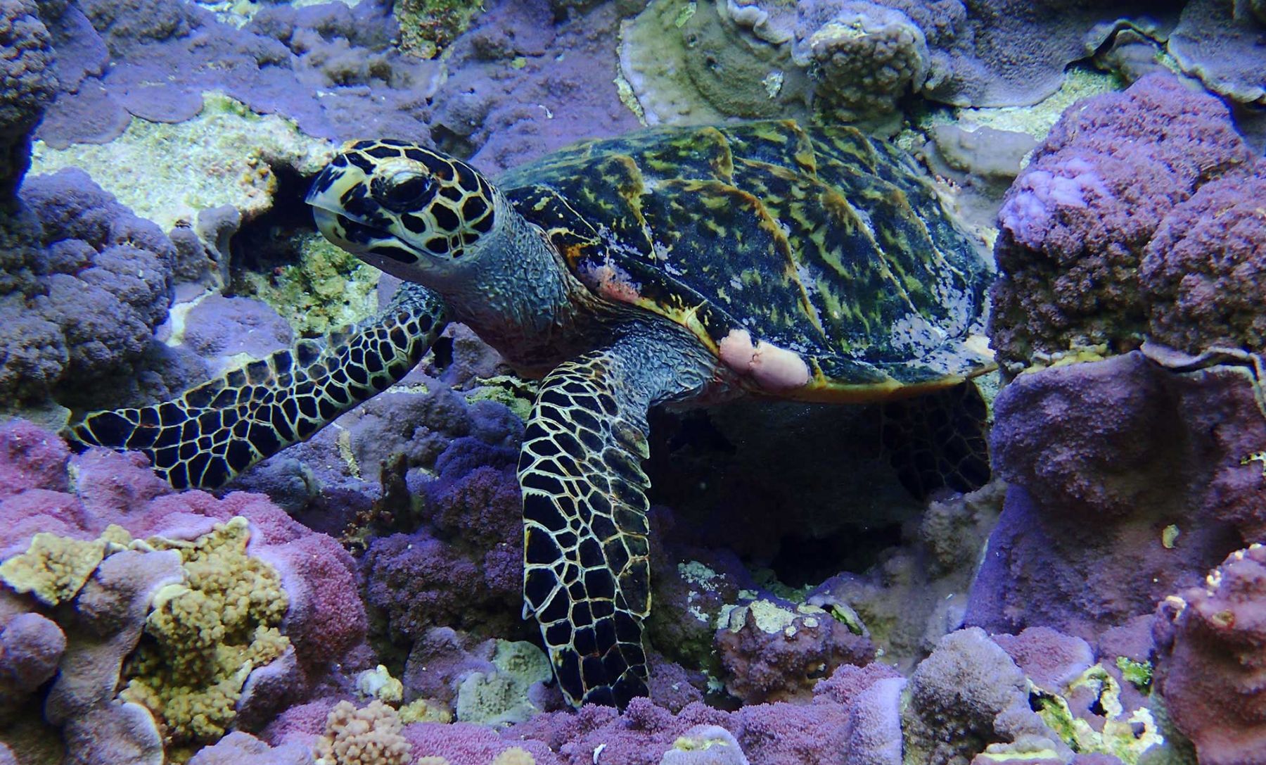 Hawksbill sea turtle. Credit: Kydd Pollock