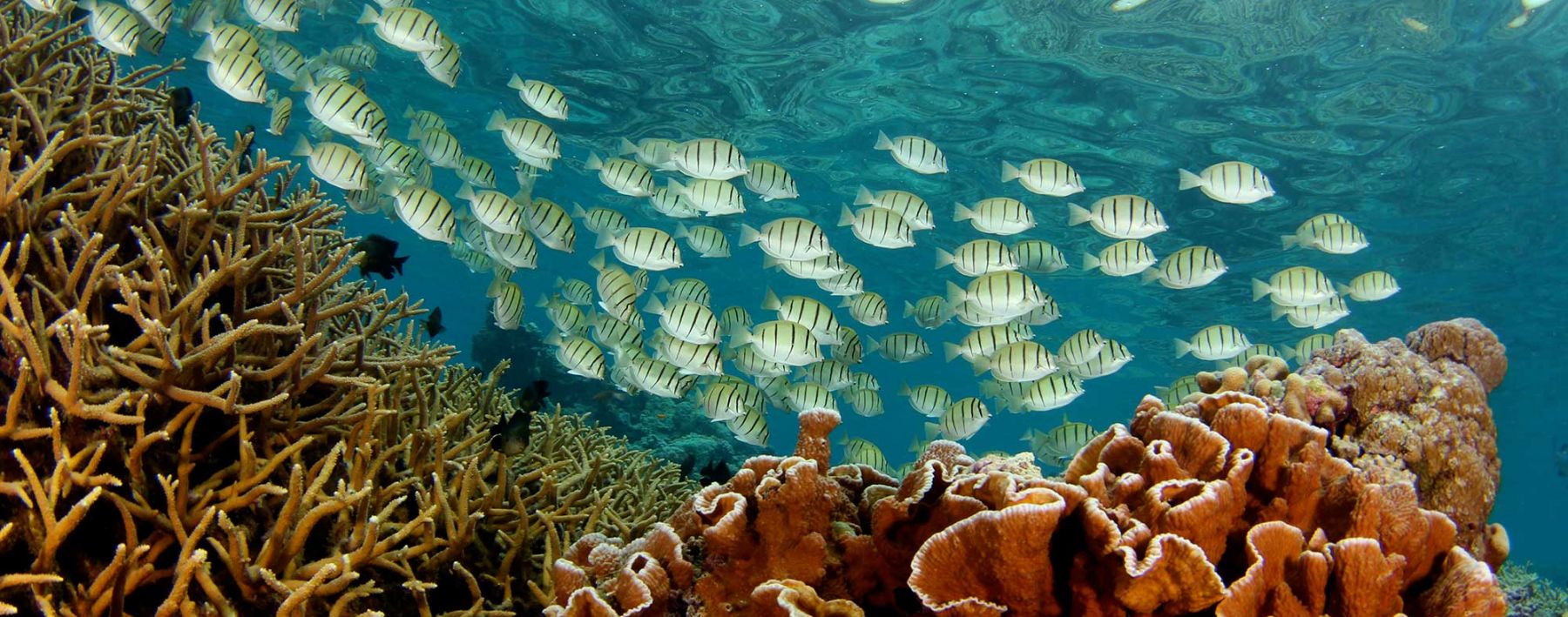 Palmyra Atoll Convict Tang