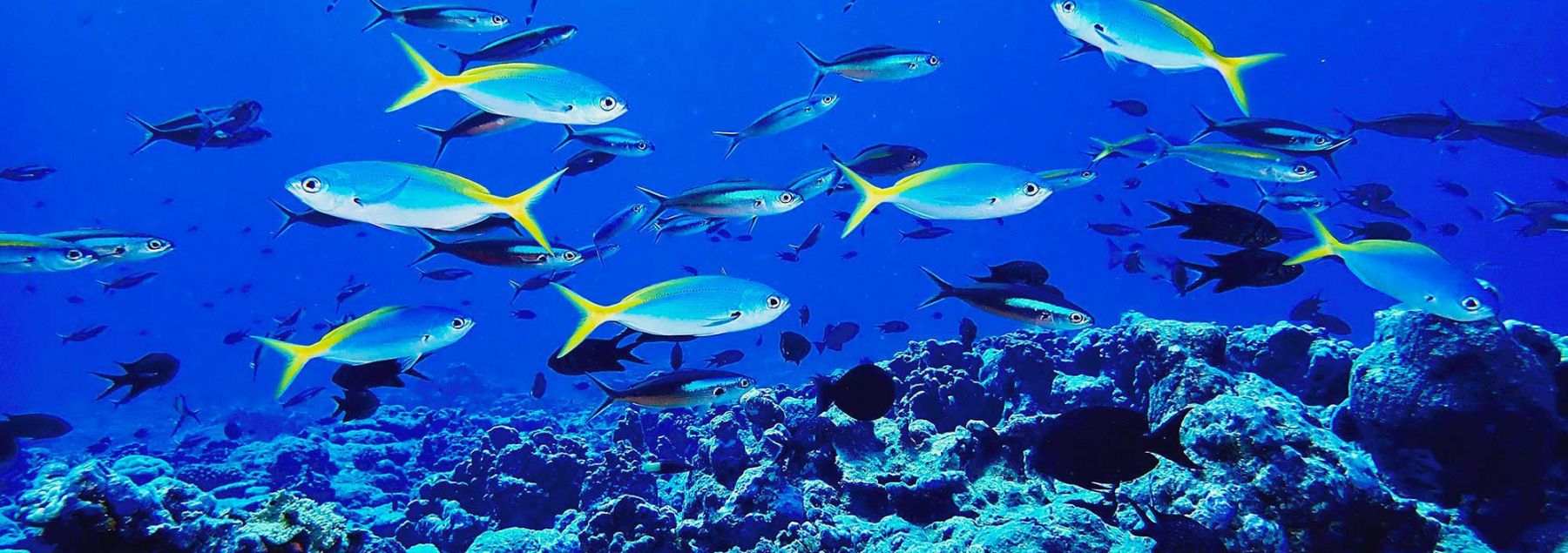 Reef fishes