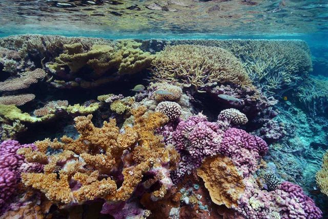 Coral reef at Palmyra. Credit: Kydd Pollock