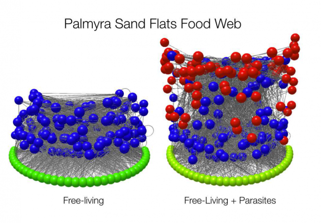 Food web of Palmyra's sand flats. Mclaughlin et al. in prep