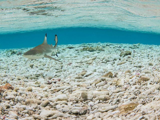 Blacktip reef shark (Carcharhinus melanopterus). Credit: Peter Carlson