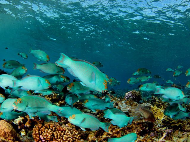 School of parrotfish (Clorurus frontalis). Credit: Brian Zgliczynski
