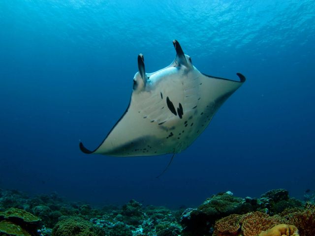 Manta ray (Mobula alfredi). Credit: Brian Zgliczynski