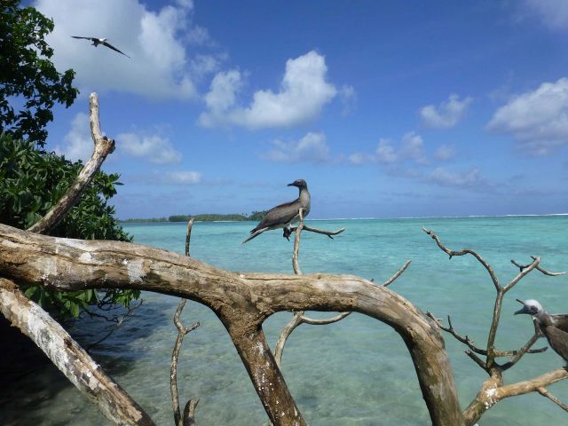 Immature red-footed booby (Sula sula). Credit: Katie Davis Koehn