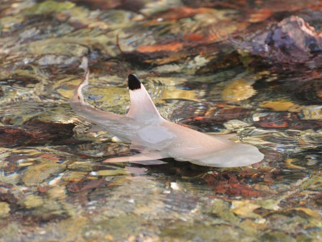 Baby blacktip reef shark (Carcharhinus melanopterus). Credit: Kydd Pollock