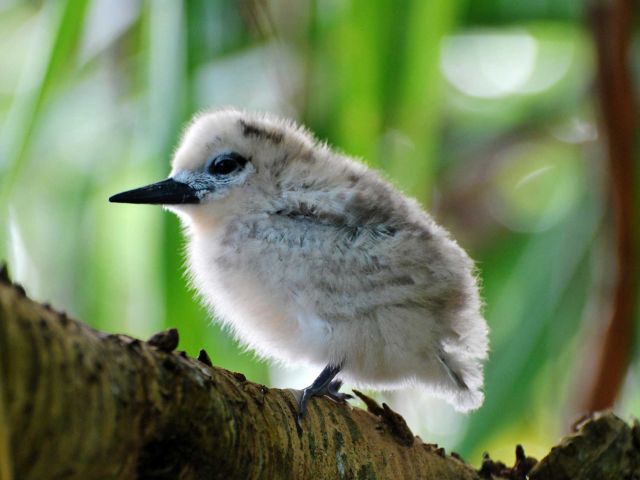White tern (Gygis alba) chick. Credit: Kydd Pollock