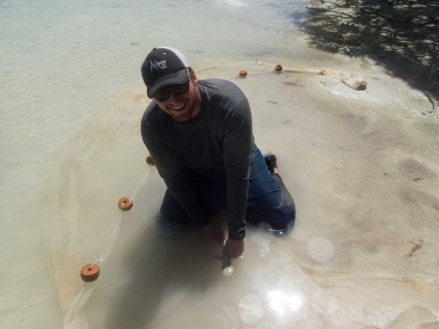 Researcher capturing a baby blacktip reef shark (Carcharhinus melanopterus). Credit: Katie Davis Koehn