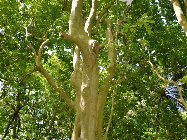 Large Pisonia (Pisonia grandis) tree. Credit: Kydd Pollock