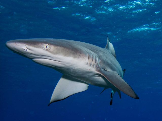 Blacktip reef shark (Carcharhinus melanopterus). Credit: Katie Davis Koehn