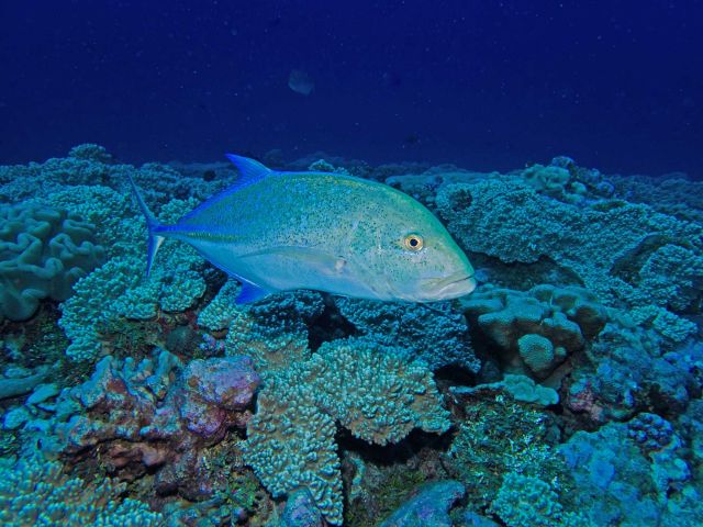 Bluefin trevally (Caranx melampygus). Credit: Katie Davis Koehn