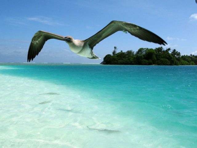 Booby flying with sharks below. Credit: Kydd Pollock