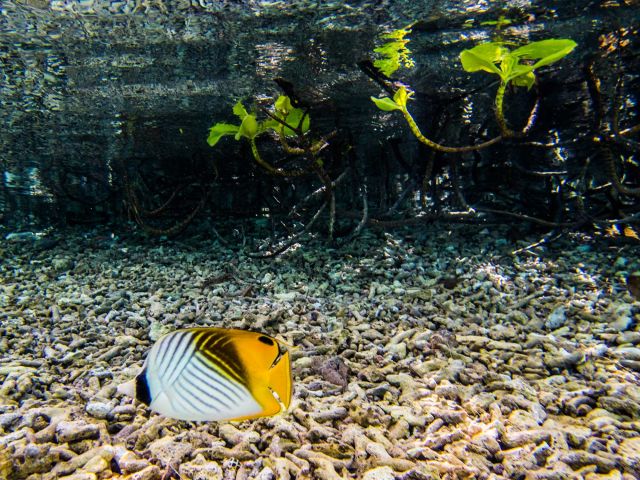 Threadfin butterflyfish (Chaetodon auriga) in shallows. Credit: Katie Davis Koehn
