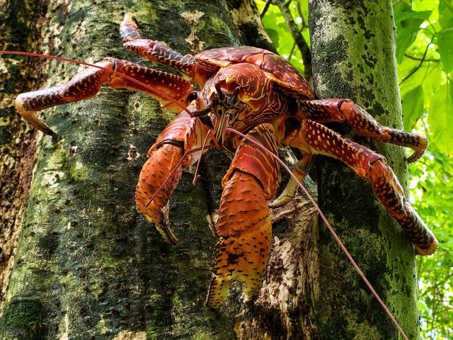 Coconut crab (Birgus latro) on tree. Credit: Kydd Pollock