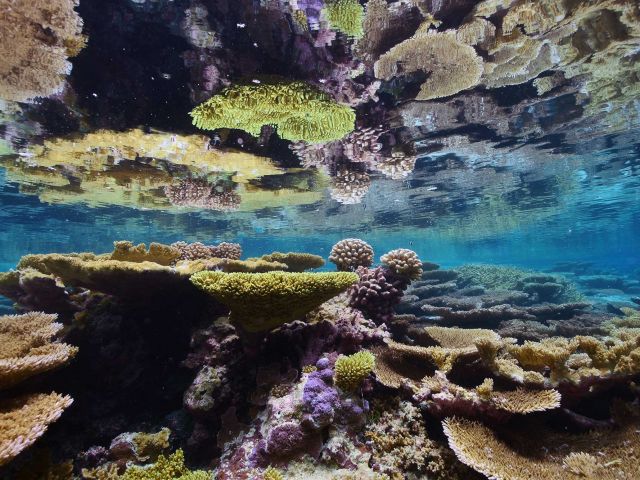 Coral reflections. Credit: Kydd Pollock
