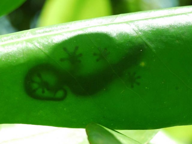 Silhouette of gecko (Lepidodactylus sp.) through a leaf. Credit: Kydd Pollock