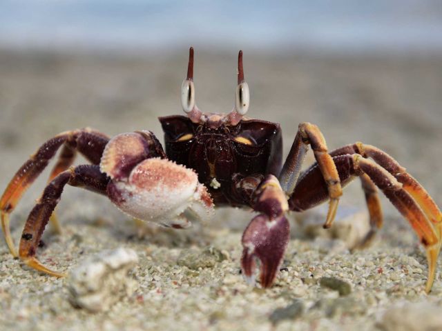 Ghost crab (Ocypode ceratophthalmus). Credit: Kydd Pollock