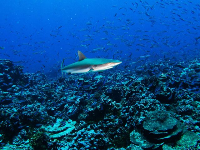 Grey reef shark (Carcharhinus amblyrhynchos). Credit: Katie Davis Koehn