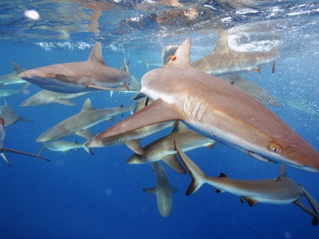 Grey reef sharks (Carcharhinus amblyrhynchos). Credit: Kydd Pollock