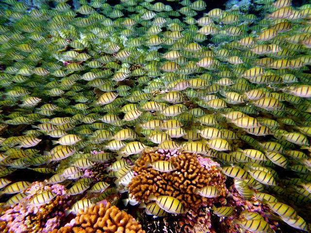School of convict tangs (Acanthurus triostegus). Credit: Katie Davis Koehn
