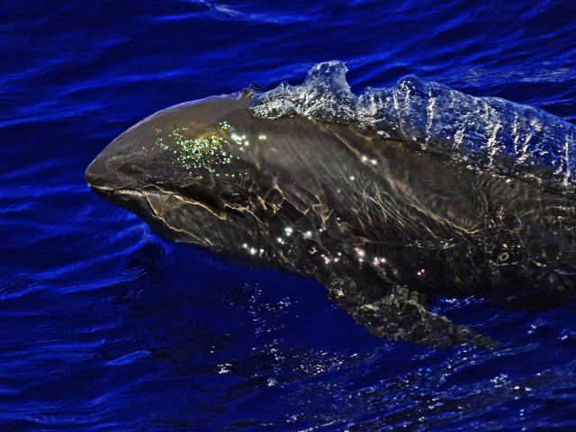 Melon-headed whale (Peponocephala electra). Credit: Kydd Pollock