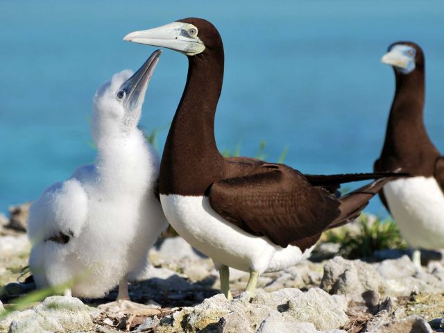 Brown booby (Sula leucogaster) adult and chick. Credit: Kydd Pollock