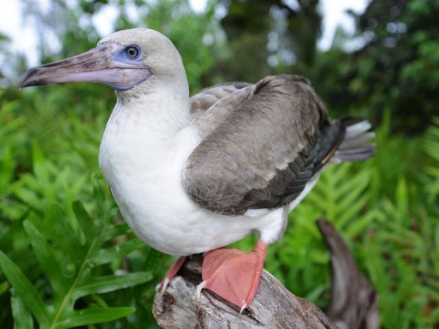 Red footed booby (Sula sula). Credit: Kydd Pollock