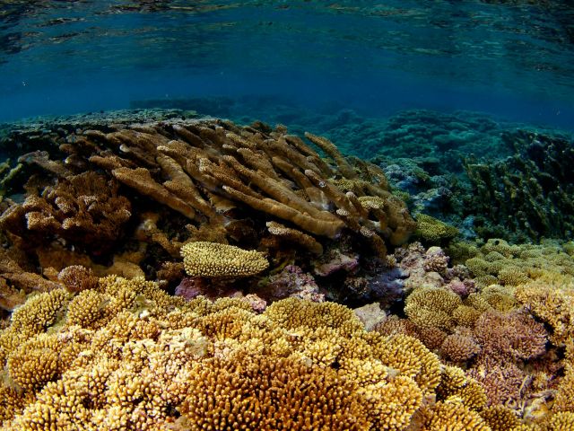 Coral reef scene. Credit: Brian Zgliczynski