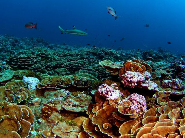 Coral reef scene. Credit: Brian Zgliczynski