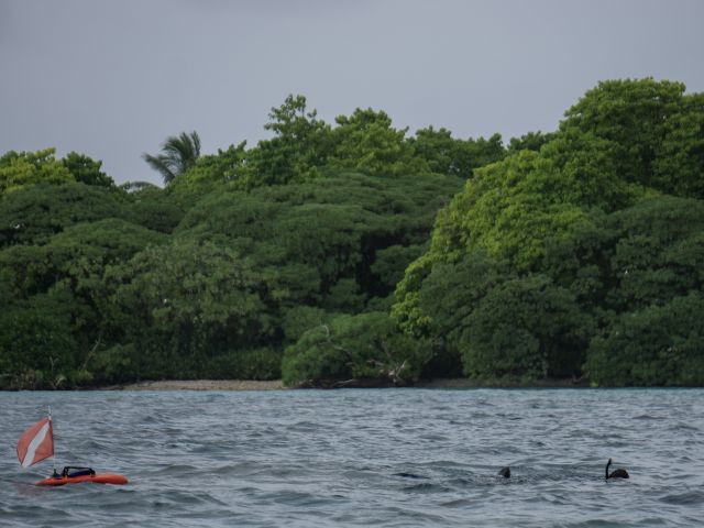 Snorkeler observing and tracking fish. Credit: Ana Sofia Guerra