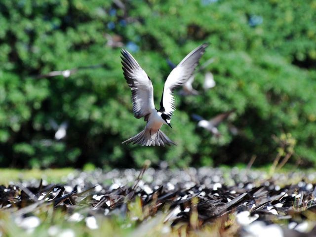 Sooty tern (Onychoprion fuscatus) landing in colony. Credit: Kydd Pollock