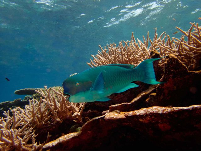 Steephead parrotfish (Chlorurus microrhinos). Credit: Katie Davis Koehn