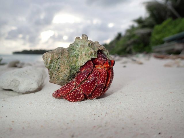 Strawberry hermit crab (Coenobita perlatus). Credit: Katie Davis Koehn