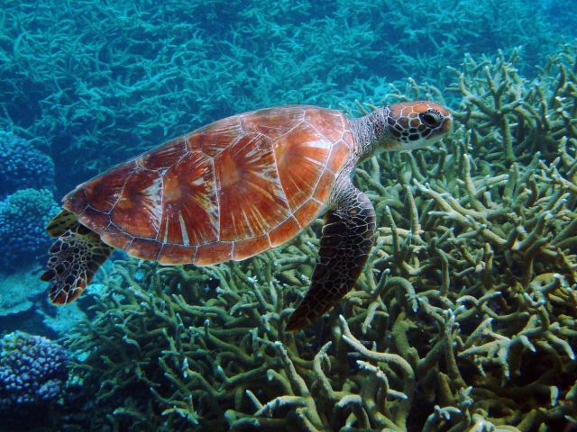 Green sea turtle (Chelonia mydas). Credit: Kydd Pollock