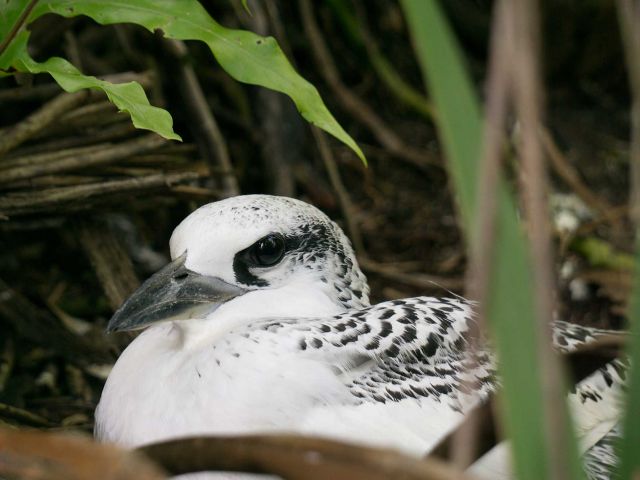 Juvenile red-tailed tropicbird (Phaethon rubricauda). Credit: Ana Sofia Guerra